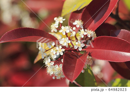 ベニカナメモチの花 ベニカナメモチの花 64982023