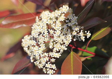 ベニカナメモチの花　 64982066