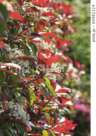 ベニカナメモチの花　　 64982124