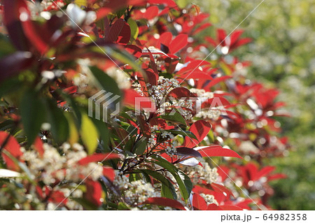 ベニカナメモチの花　　　 64982358