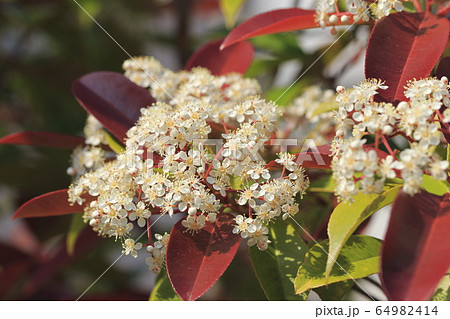 ベニカナメモチの花 ベニカナメモチの花 64982414