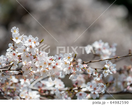 咲き誇る満開の桜 64982590