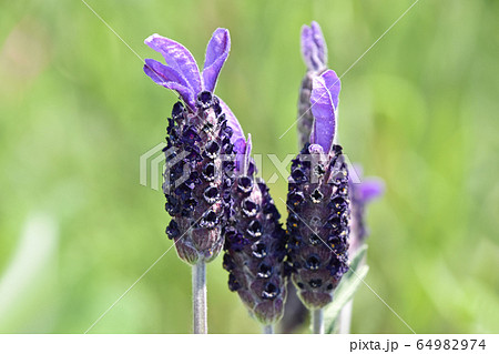 フレンチラベンダー 64982974
