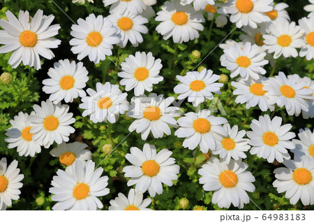 ノースポール 64983183