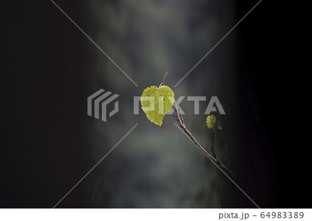 植物 工場 プランツ 64983389