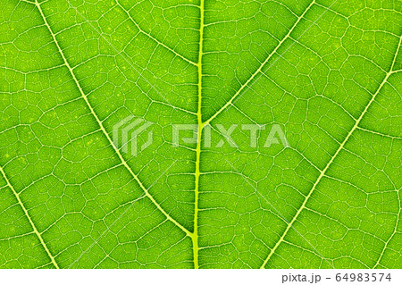 Natural green leaf texture background Natural green leaf texture background 64983574