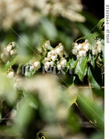 鈴なりに咲く可愛いアセビの花 64983618