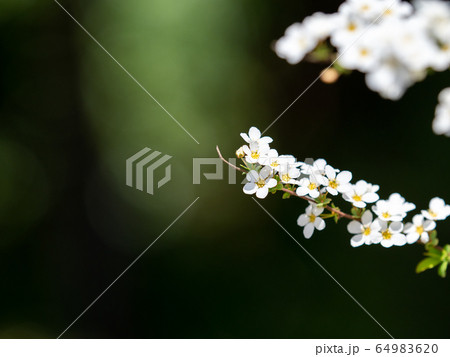 可愛い真っ白なユキヤナギの小花 64983620