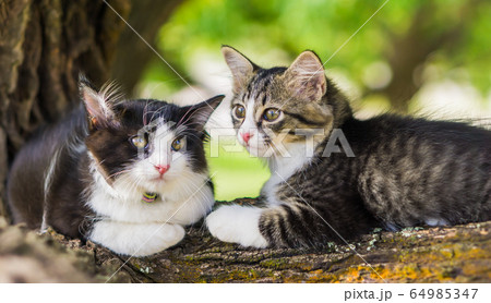 Cute cat is lying on the tree ,Little kitten on a branch	 64985347