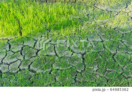 Rice fields grown on cracked soil without water.	 64985362