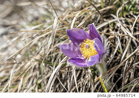 Greater Pasque Flower - Pulsatilla grandis 64985714