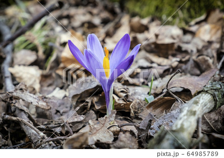 Blooming crocus flowers in springtime Blooming crocus flowers in springtime 64985789