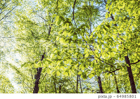Leaves in backlight, deciduous forest, spring 64985801