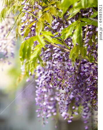 満開の藤の花 満開の藤の花 64985921