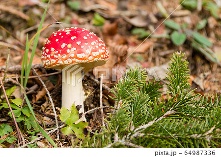 Amanita muscaria mushroom close up, nature Amanita muscaria mushroom close up, nature 64987336