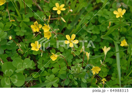 カタバミの花の写真素材