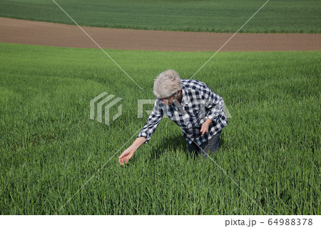 Agriculture, female farmer examining wheat plant 64988378