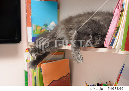 cute, shaggy cat sleeps on a bookshelf cute, shaggy cat sleeps on a bookshelf 64988444