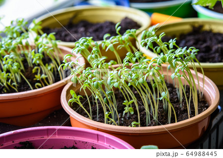 Sprouted plant seeds on the windowsill Sprouted plant seeds on the windowsill 64988445