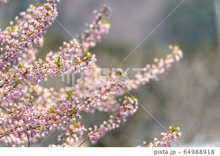 エドヒガンザクラと青空　宮城県七ヶ宿町 64988918