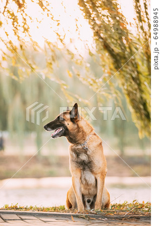 Malinois Dog Sitting Near Lake Under Tree Branches. Belgian Sheepdog Are Active, Intelligent, Friendly, Protective, Alert And Hard-working. Shepherd, Belgium, Chien De Berger Belge Dog 64988945