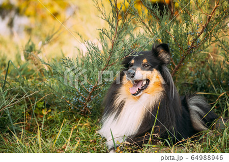 Tricolor Rough Collie, Funny Scottish Collie, Long-haired Collie, English Collie, Lassie Dog Sitting In Green Grass. Tricolor Rough Collie, Funny Scottish Collie, Long-haired Collie, English Collie, Lassie Dog Sitting In Green Grass. 64988946
