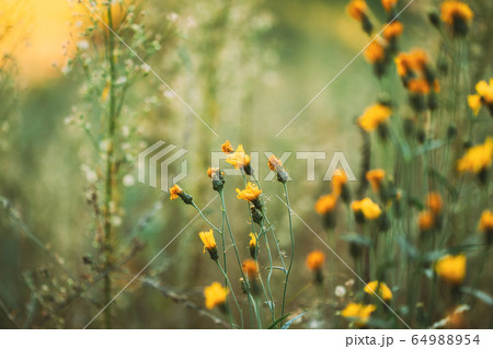 Close Up Grass And Yellow Flowers At Late Summer 64988954
