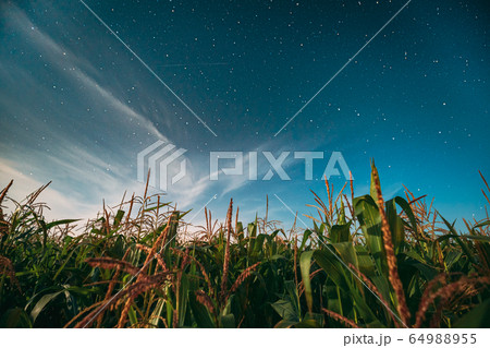 Night Starry Sky Above Green Maize Corn Field Plantation In Summer Agricultural Season. Night Stars Above Cornfield In August Month 64988955