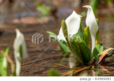 玉の木原水芭蕉群生地のミズバショウ 宮城県七ヶ宿町 玉の木原水芭蕉群生地のミズバショウ 宮城県七ヶ宿町 64989085