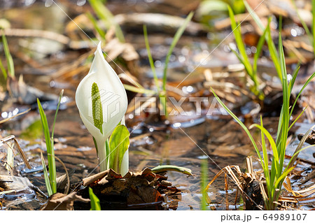 玉の木原水芭蕉群生地のミズバショウ 宮城県七ヶ宿町の写真素材