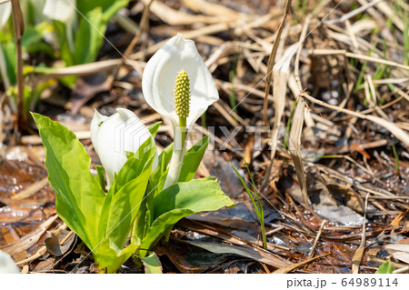 玉の木原水芭蕉群生地のミズバショウ 宮城県七ヶ宿町 玉の木原水芭蕉群生地のミズバショウ 宮城県七ヶ宿町 64989114