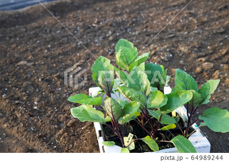 野菜苗 ナス苗 野菜苗 ナス苗 64989244