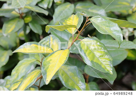 ライムライト_グミ属の交配品種 64989248