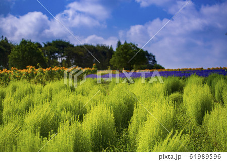 ブルーサルビア 向日葵 夏の花 ブルーサルビア 向日葵 夏の花 64989596
