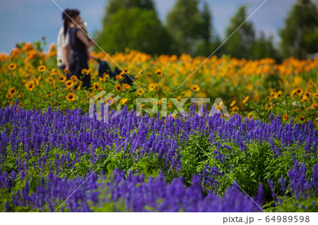ブルーサルビア 向日葵 夏の花 ブルーサルビア 向日葵 夏の花 64989598