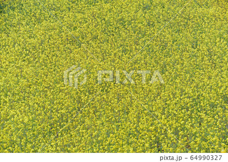 満開の菜の花 満開の菜の花 64990327