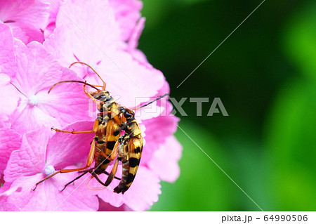 アジサイの花に止まるヨツスジハナカミキリ（ペア） 64990506