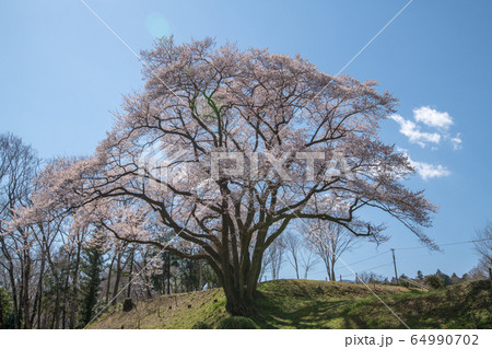 エドヒガンザクラ 鉢形城公園 寄居町 エドヒガンザクラ 鉢形城公園 寄居町 64990702