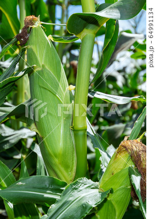 【青森県岩木山麓のだけきみ】津軽ではとうもろこしを「きみ」と言います。 64991134