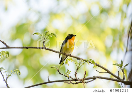 枝にとまるキビタキ 64991215