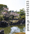 桜 京都二条城 64991353