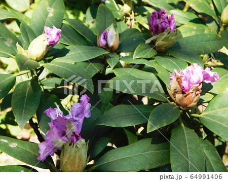 常盤公園に咲く紫色のシャクナゲと蕾 64991406