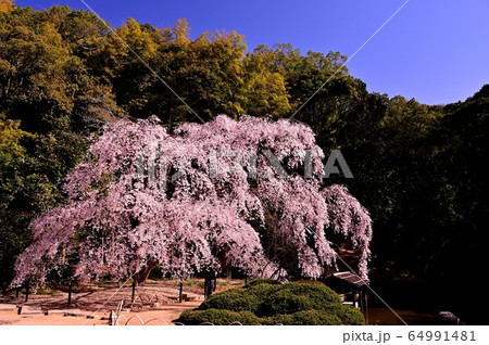 曹源寺のしだれ桜 64991481