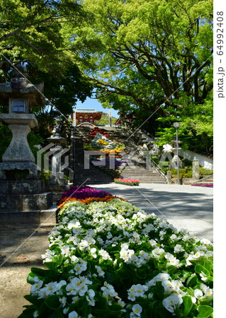 防府天満宮参道の花飾り 防府天満宮参道の花飾り 64992408