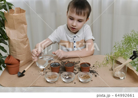A child is busy planting micro greens seeds in pots. The boy has a jug of water in his hands, pouring a large stream. A child is busy planting micro greens seeds in pots. The boy has a jug of water in his hands, pouring a large stream. 64992661
