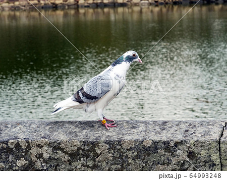 ハト　アルビノ種　白い鳩 64993248