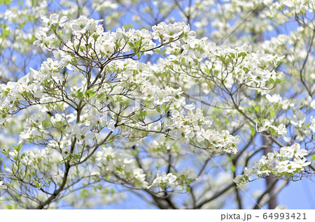 ハナミズキ ハナミズキ 64993421