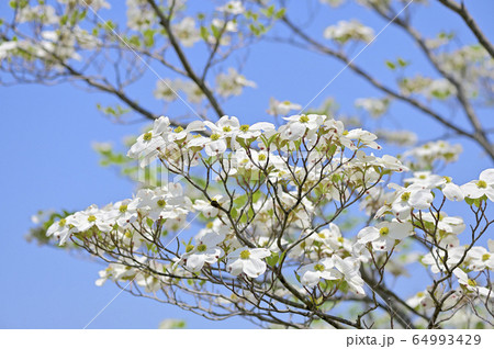 ハナミズキ 64993429