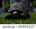 ゾウガメ 64993527