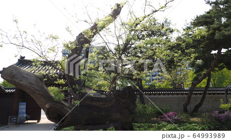 故宮 昌徳宮 春 64993989